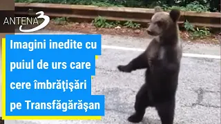 Imagini inedite cu puiul de urs care cere îmbrăţişări pe Transfăgărăşan