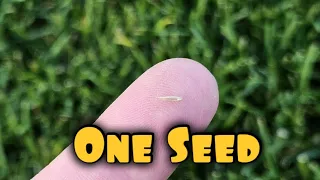 How Much Grass Comes From A Single Seed