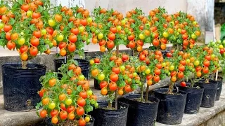 How to grow Tomatoes fast and big fruit at home from aloe vera