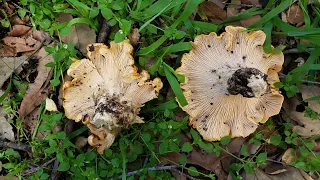 Chanterelle mushrooms picking | Hunting wild mushrooms