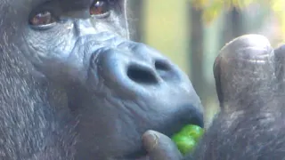 Dad Momotaro is furious! Kintaro takes away Dad's food.　Gorilla .Kyoto Zoo