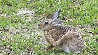 Bockjagd 11 Mai 2017