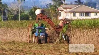 Cane Harvesting Along The Road [SD]