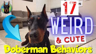 17 Weird Behaviors of the Doberman That Are REALLY Cute