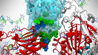 N-glycans at N165 and N234 “lock-and-load” the open RBD for infection.