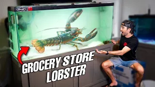 Keeping A GROCERY STORE LOBSTER as a PET In My SALTWATER AQUARIUM!