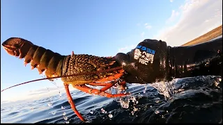 Lobster Diving in Winter NSW || Catch and Cook HUGE Lobsters on the BBQ