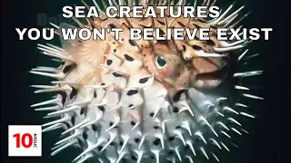 Top 10: Sea Creatures you won't BELIEVE EXIST! (WHOA CHECK THIS OUT!)