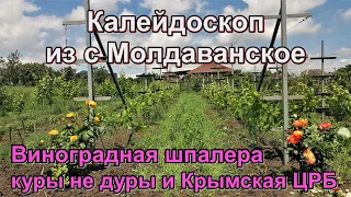 #327 Калейдоскоп с Молдаванское/Крымкая ЦРБ/куры не дуры/шпалера под виноград/переезд на Кубань.