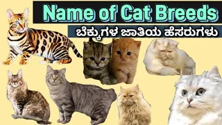 ಎಲ್ಲಾ ಜಾತಿಯ ಬೆಕ್ಕುಗಳ ಹೆಸರುಗಳು - Name of the breed Cats