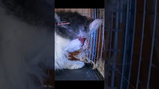 Cat with an injured face rescued