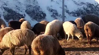 Жизнь в деревне Содержание овец зимой плюсы и минусы бирки метки.