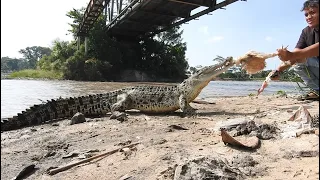 kasi makan buaya jinak