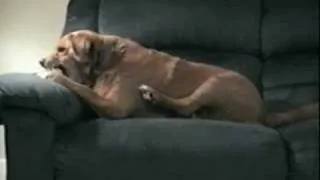 Dog Bites own Leg