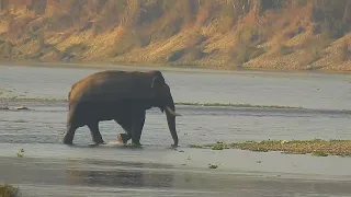 Ronaldo(Wild Elephant)                            Chitwan National Park