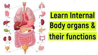 Internal body organs and their functions | Internal body parts | #diyasfunplay