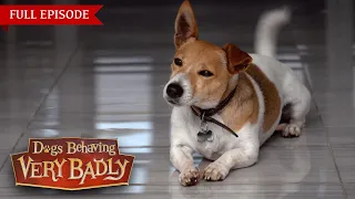 Dogs Behaving Very Badly - Series 2, Episode 9 | Full Episode