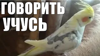 Смешной попугай корелла учится говорить / Funny parrot corella learns to speak