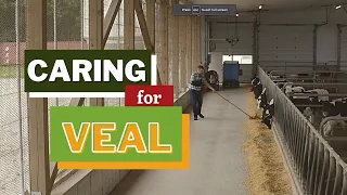 Caring for Veal
