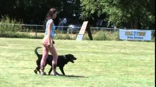 Rottweiler female Schutzhund 3 - Protection