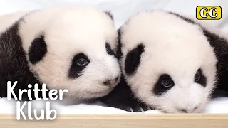 Twin Pandas Finally Got The Names! | Kritter Klub
