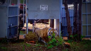 Extremely Rare  Four Siberian Tigers Released Into The Wild #short video