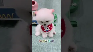 Wow 🤣Funny Dog Videos 2020🤣 🐶Funny and Cute Pomeranian 😍 #Short #Dog   #Part  95