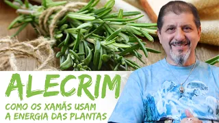 Alecrim - Como os Xamãs usam a Energia das Plantas! [Prática com o Alecrim] | XV #274