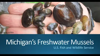 Michigan's freshwater mussels