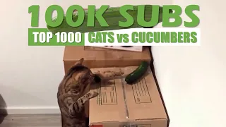 TOP 1000 CATS vs CUCUMBERS | 100K SUBS SPECIAL