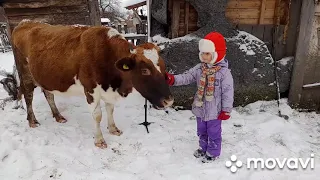 Два теленка под одной коровой. Первая прогулка.