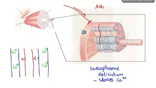 042 How Calcium ion release results in Muscle Contraction