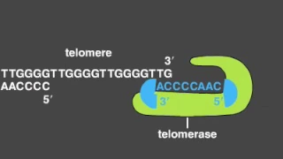 Telomere Replication
