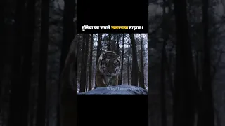 दुनिया का सबसे Dengerous Animal The Tiger Movie Explained in Hindi #whyiwatchthis #shorts