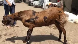 goat after taking bath slowmotion