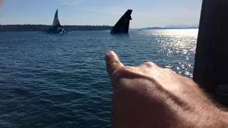 10 Recent Sightings Of The Megalodon Caught on Camera