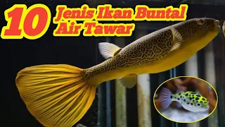 Jenis jenis ikan buntal air tawar || ikan buntal populer 2023