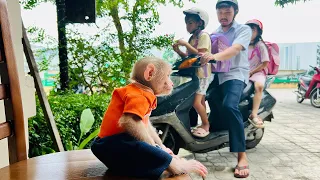 Monkey BiBi obediently helps dad take care of the house!