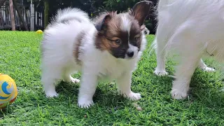 Kleine süße Papillon Welpen (6 Wochen alt) spielen fröhlich im Garten. Papillons von Persebeck.