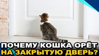 Почему Кошка Орёт на Закрытую Дверь? ¤ НЕОБЫЧАЙНОЕ