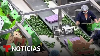 Los productores de aguacate de Jalisco trabajan duro para que su fruto no falte | Noticias Telemundo