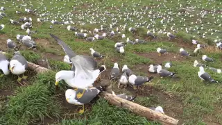 Seagull Island - mating season