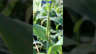 Sorghum Life 101, How to Grow What Make Amazing Life Cycle, 1 minute Nature Crop Plant