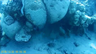 Diving in the Red Sea from Eilat-Israel