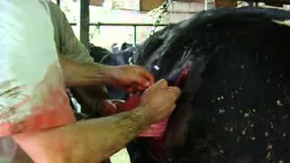 Cow Bovine C section