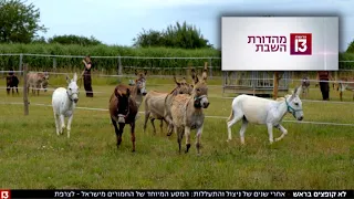 להתחיל מחדש - כתבה בערוץ 13 על מציאותם הקשה של החמורים בארץ ובעולם ועל פרויקט ההטסה 16.07.2022