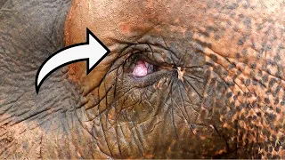 This world is too dangerous for the one eyed elephant |Wildlife officers were there to save his life