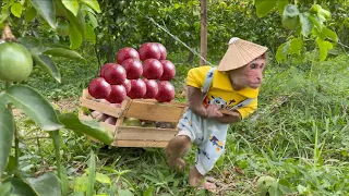 CUTIS Rickshaw harvest passion fruit To Make Smoothies