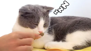 Waking Up Sleepy Cat With Treats Compilation