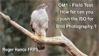 OM1 -  Field Test -  How far can you push the ISO for Bird Photography in dull light ?